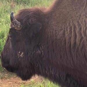 Meet your Posher, Brenda